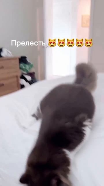 Прелесть 😻😻😻😻😻😻😻😻😻