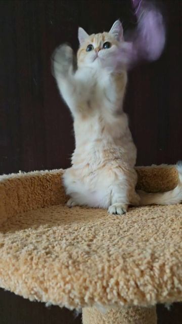 девочка скоттиш страйт