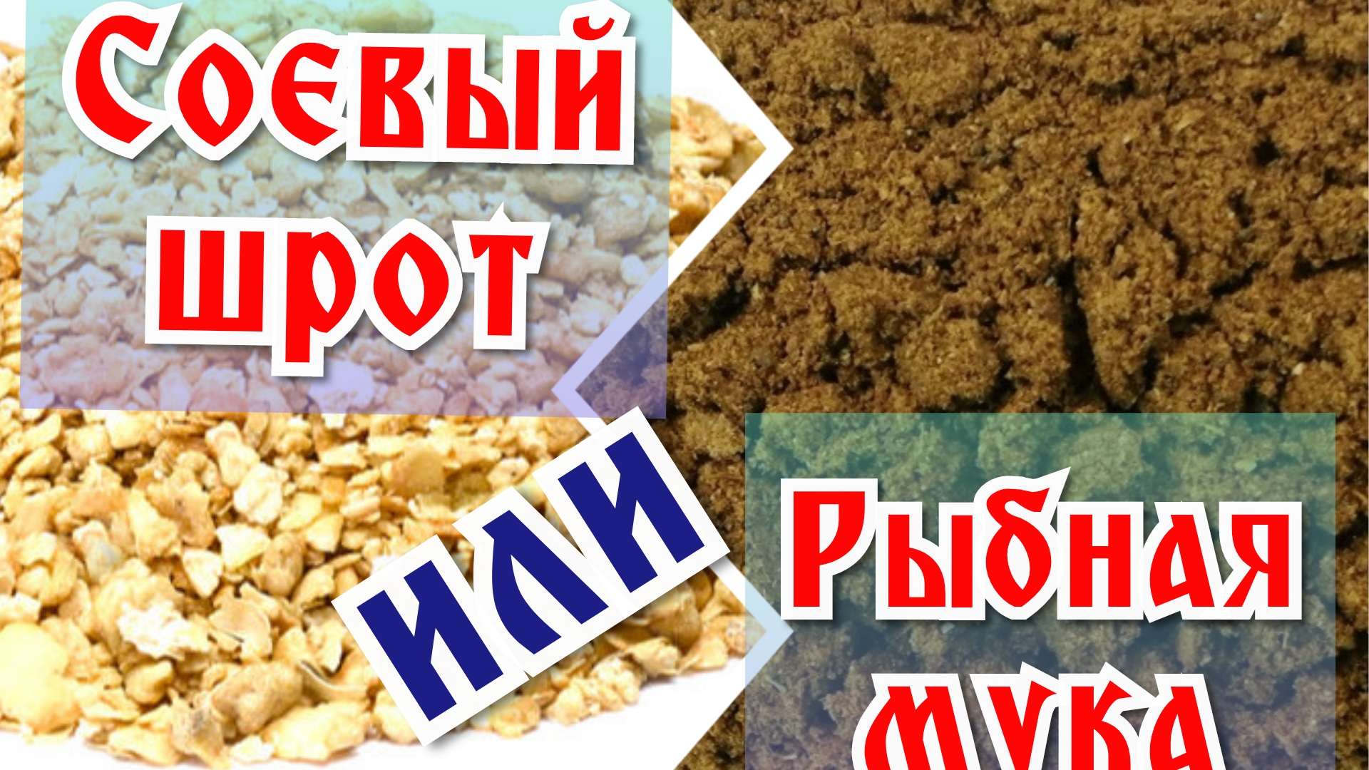 Соевый шрот или рыбная мука: что лучше для кур?