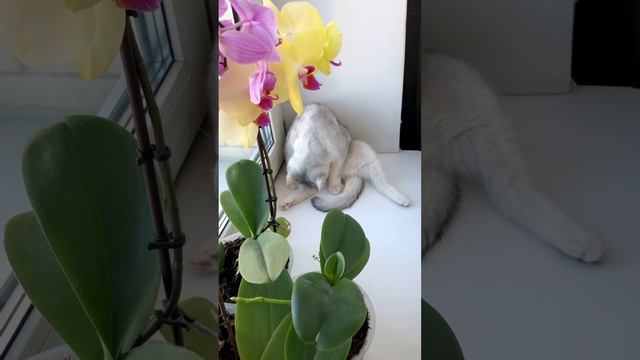 Кот Маню и кошки вместе у окошка.