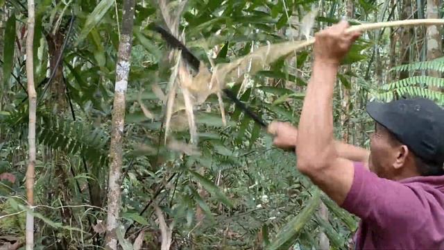 Cara Memanen Rotan