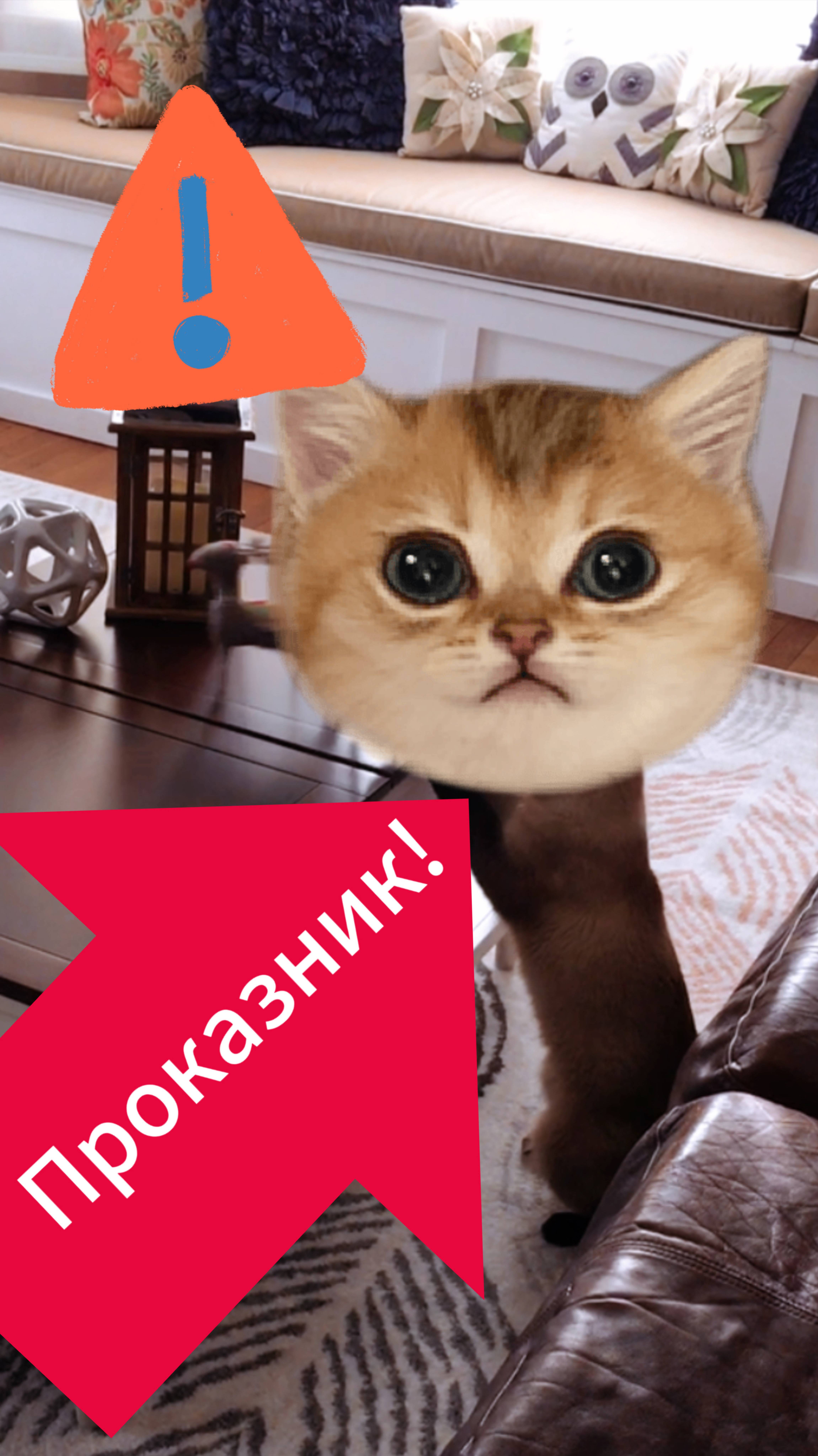 Смешной Кот Проказник!