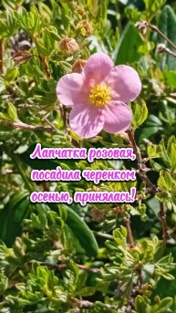 Мой эксперимент в саду, из черенка вырос кустик, сажала осенью и забыла про него #сад #цветы