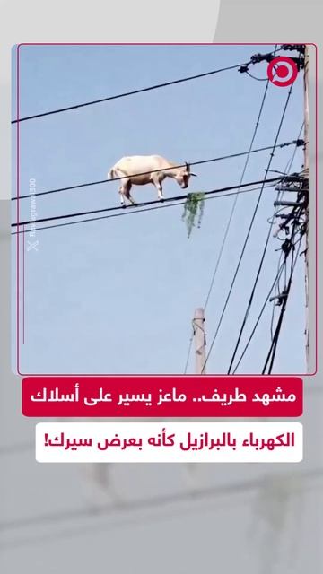 لقطة طريفة لماعز يسير على أسلاك الكهرباء كأنه في سيرك بالبرازيل