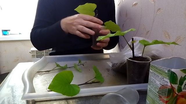 #энем #батата как сделать #рассаду ветки 8 дней будет корни воду 3 04 2024