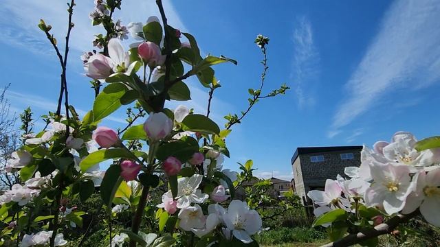 13-04-2025 Мой сад