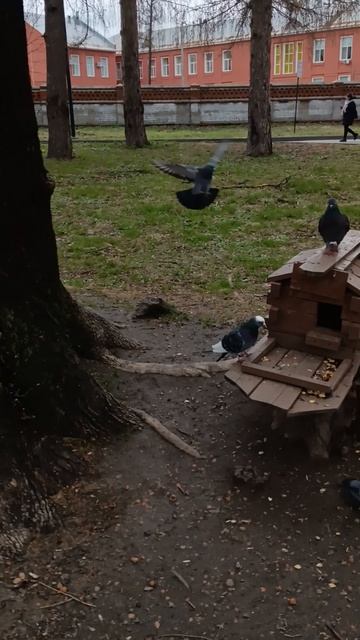 Приманиваю белку