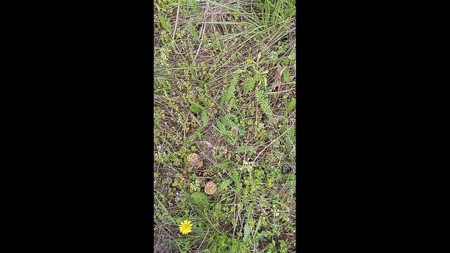 первые грибы весны