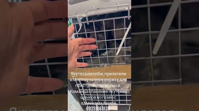 13-04-2025 якутята из ппбж прилетели в Москву на передержку для пристройства в семьи