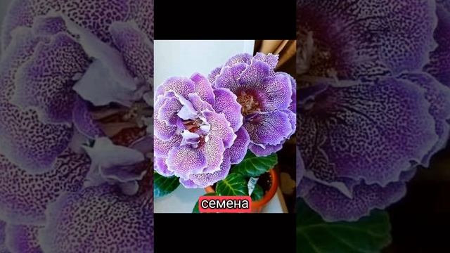 Мои Глоксинии