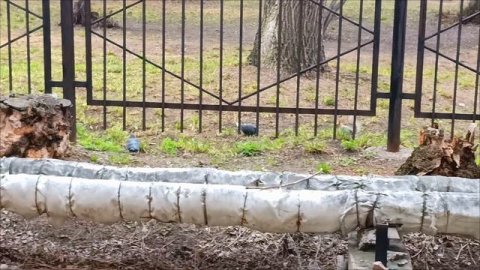 13.04.2025г. #Омские белочки