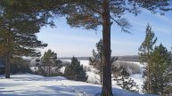 Снегири