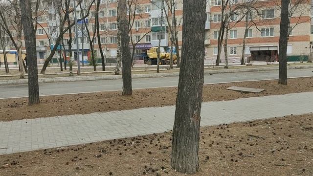 9253.mp4