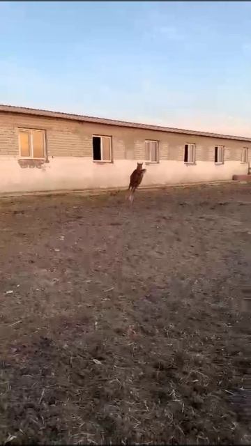вот ещё одно видео