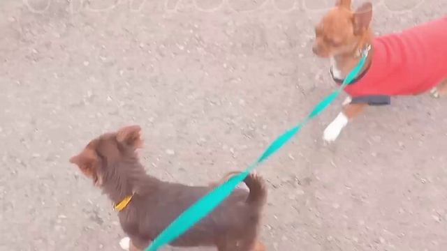 девочка чихуахуа дш мини в Волгограде