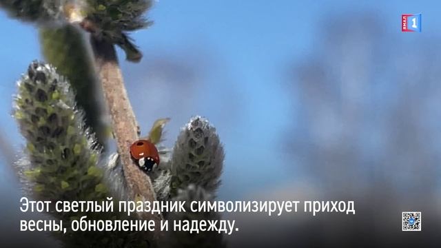 У природы нет плохой погоды или в Новом Уренгое зацвела верба