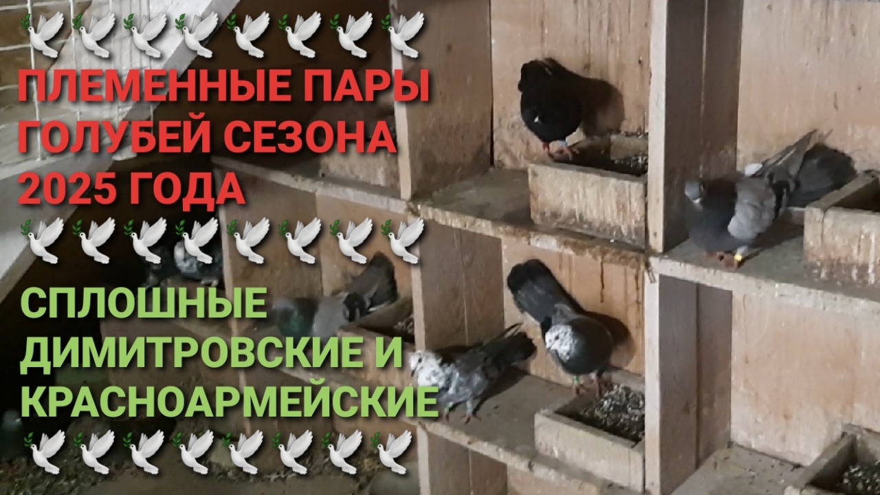 🕊🕊🕊 Племенные пары голубей сезона 2025 года. Сплошные Димитровские и Красноармейские.