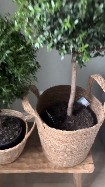 Миртовые деревья. Высота 50см и 65см. Заказать с доставкой instagram @janaplants7466