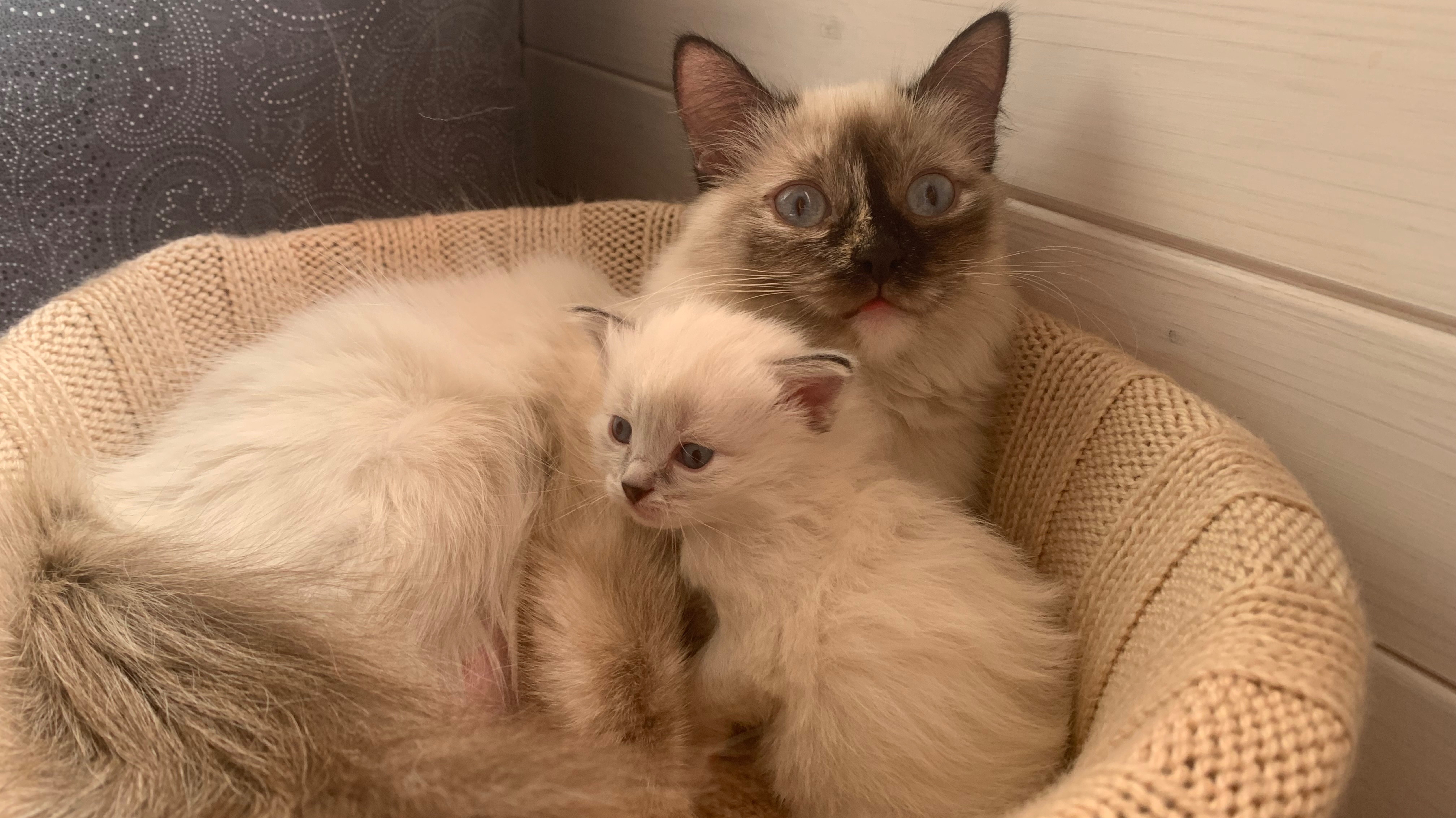 Котята Невской Маскарадной