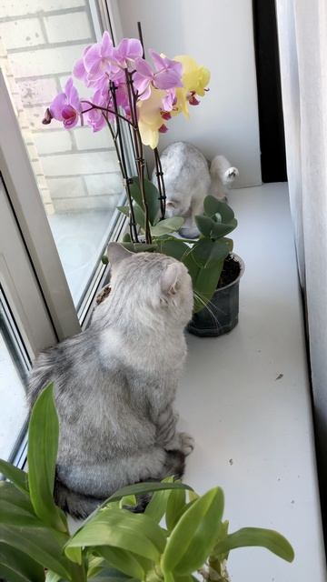 Кот Маню и кошки вместе у окошка.