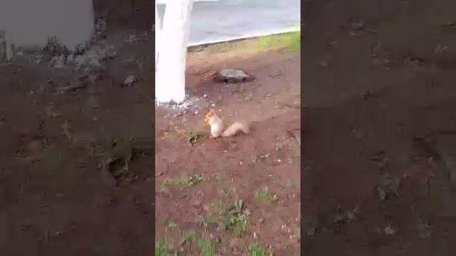 Белочка во дворе Больницы.