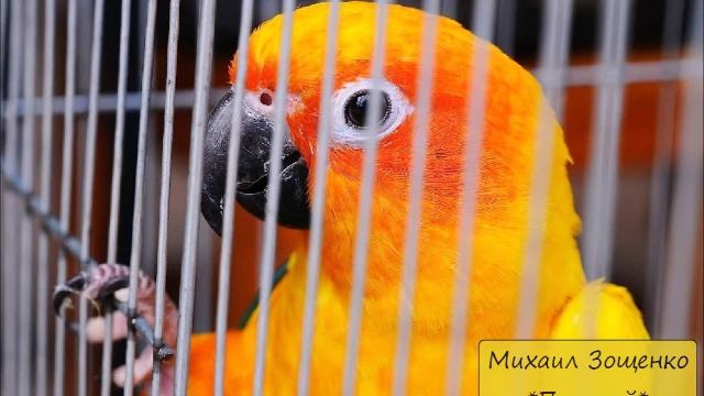 МИХАИЛ ЗОЩЕНКО - "ПОПУГАЙ"