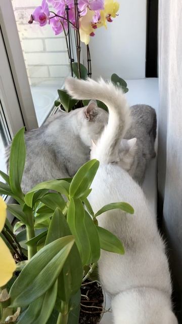 Кот Маню и кошки вместе у окошка.