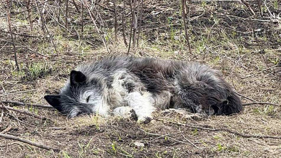 "Башкирский Хатико": собака почти месяц ждет погибшего в пожаре хозяина