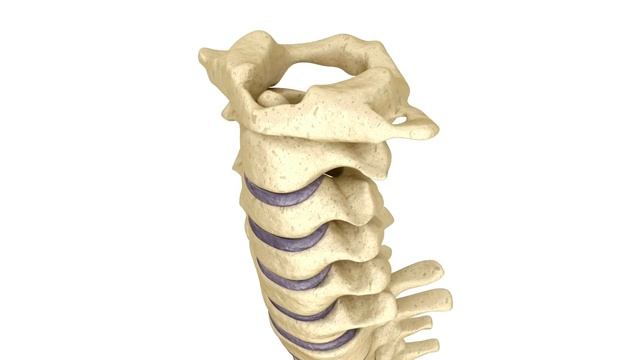 Build Strong Bones | Top 5 Foods for Healthy and Resilient Skeletons | Bone Health NutritionTips.