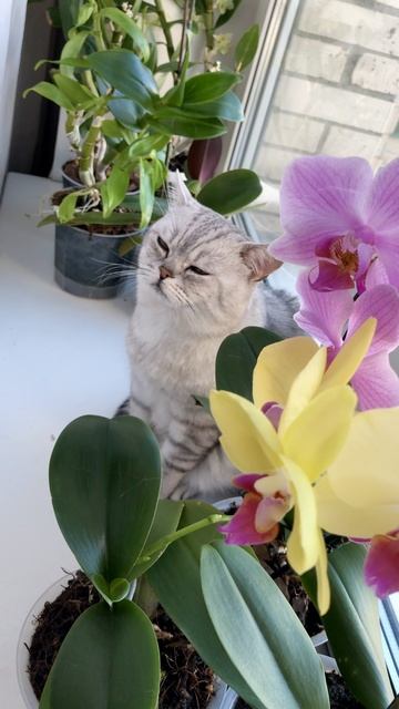 Кот Маню и кошки вместе у окошка.