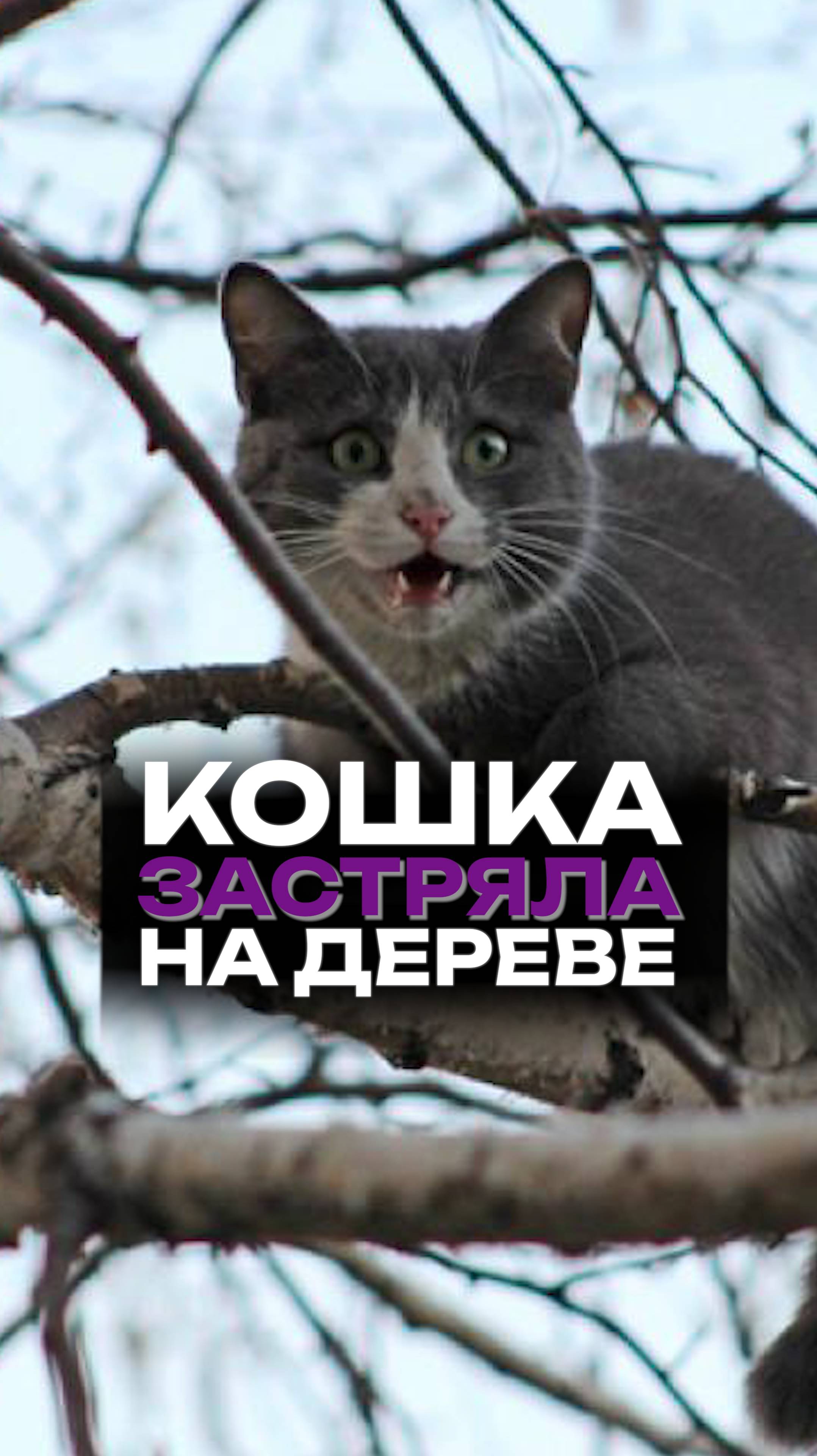 Спасательная миссия кошки в апрельский снегопад!