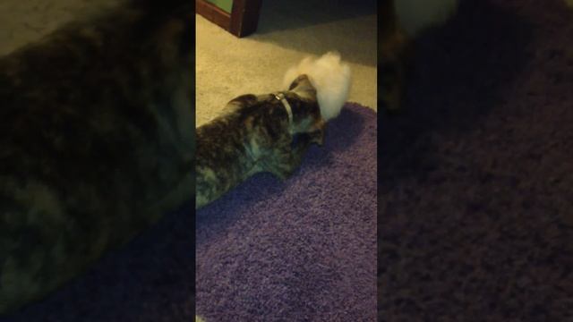 Maltipom mad bc pitbull takes his lamb chop!