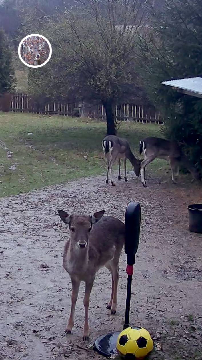 милый олененок пищит у нас во дворе #лань #животные #deervader