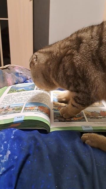Котики#уроки#животные#вислоухие кошки#кошки#учим уроки