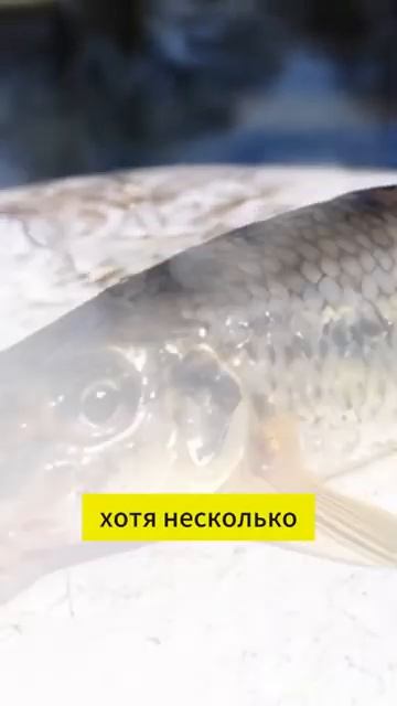 А когда вы в последний раз ловили пескаря？