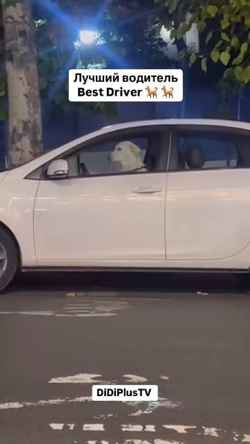 Лучший водитель. #music #shorts #travel #тегеран #tehran #иран #iran #dogsiniran #doglovers