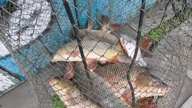 рыбалка 12 апреля х Лебеди Краснодарский край