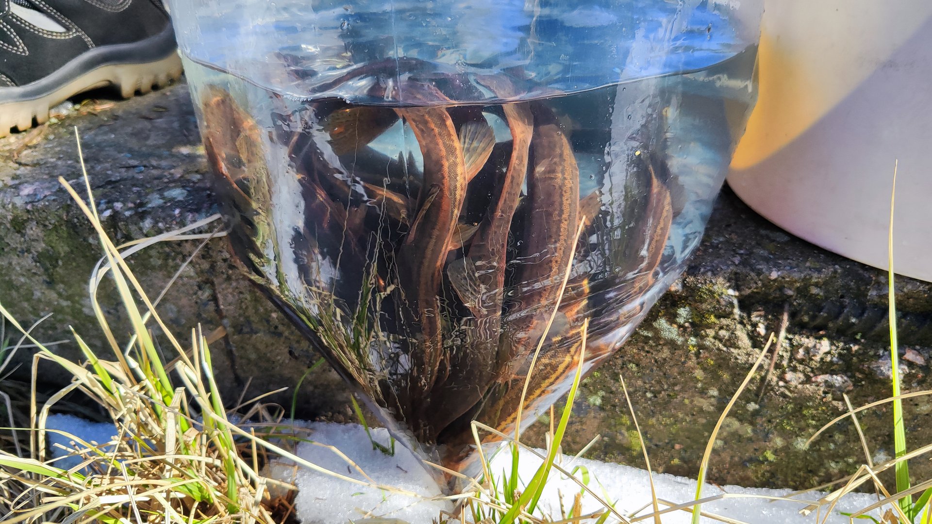 Вьюн - санитар водоёмов. Запускаем полезную рыбу для очистки пруда
