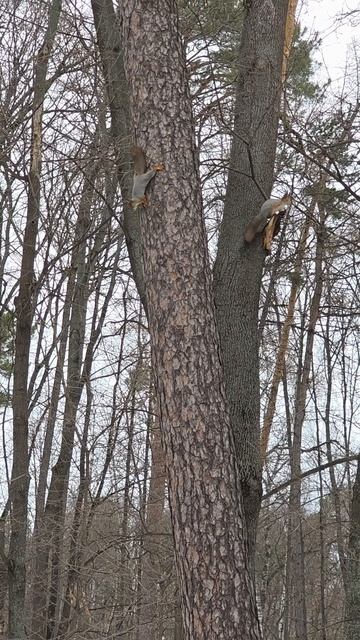 Белки и звуки природы в парке