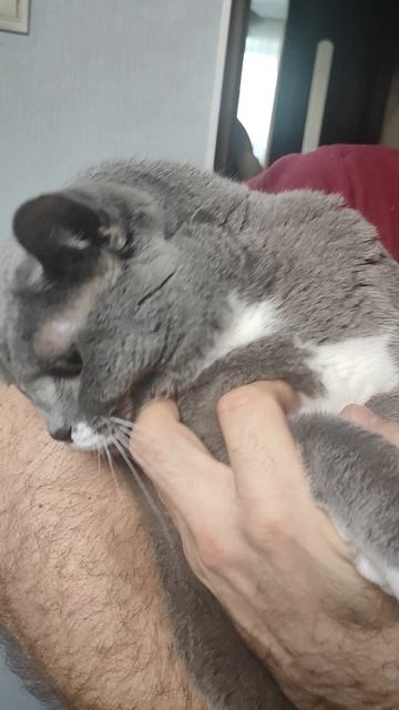 Кошка Буся