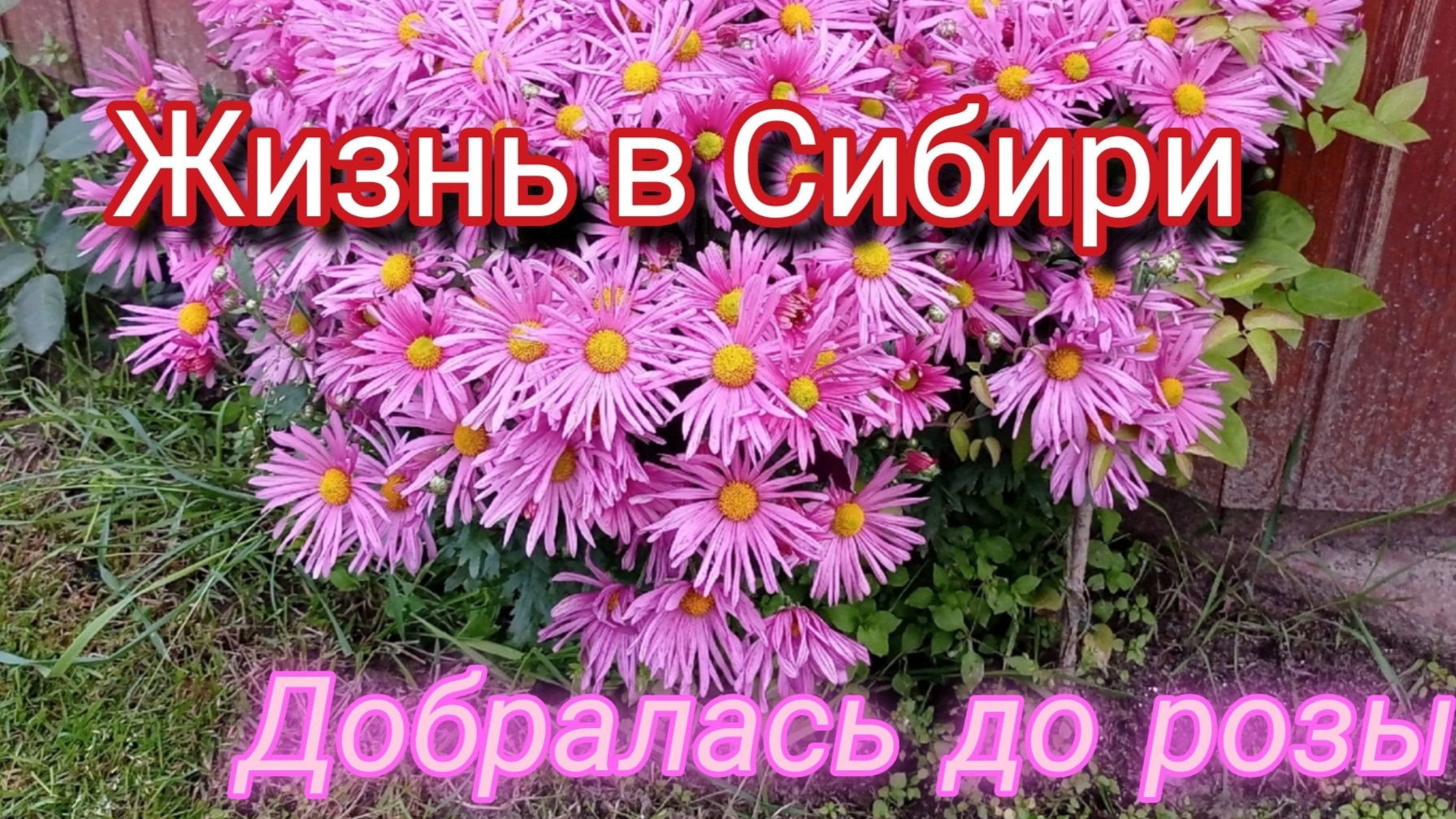 жизнь в Сибири/почвопокровные розы/хризантемы