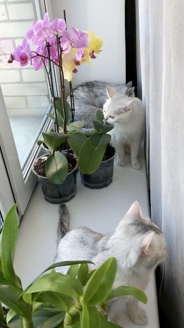 Кот Маню и кошки вместе у окошка.
