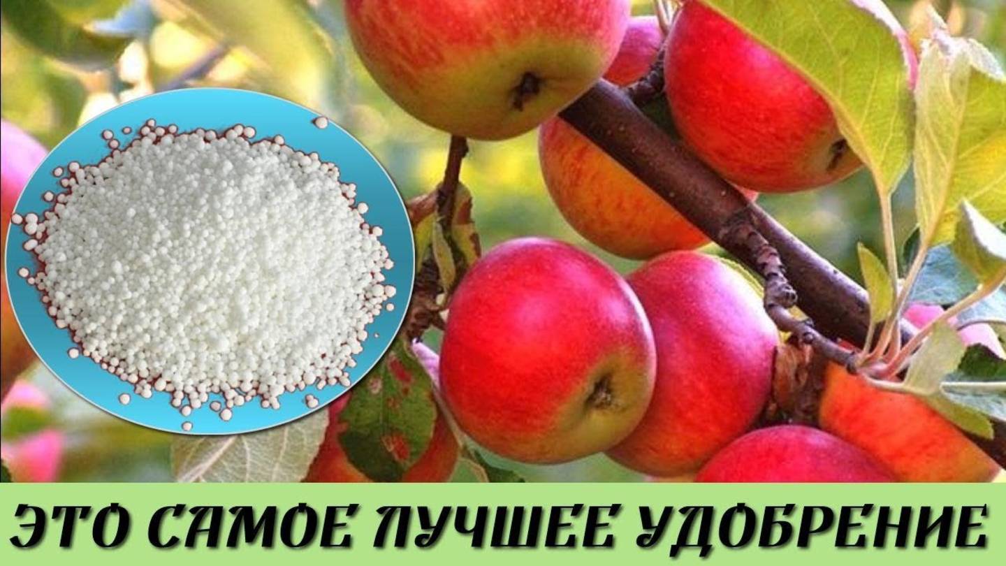 От ЭТОЙ подкормки ЯБЛОНИ будут ломиться от УРОЖАЯ Подкормите этим всего ОДИН раз в ПЯТЬ лет