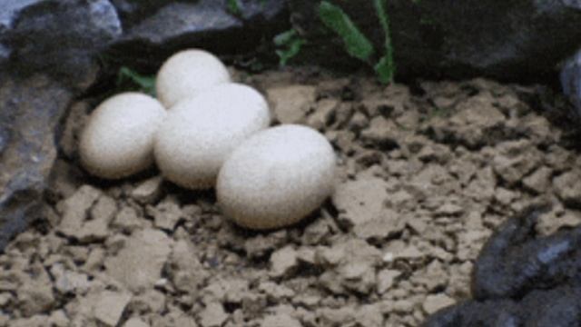 ЖАБА...история рождения...