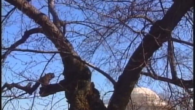 FOX 5 ARCHIVES: A look at the Cherry Blossom Festival 20 years ago | FOX 5 DC