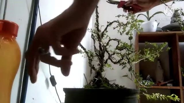 Bonsai mirten varigata