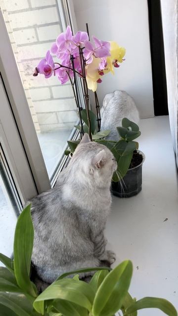 Кот Маню и кошки вместе у окошка.