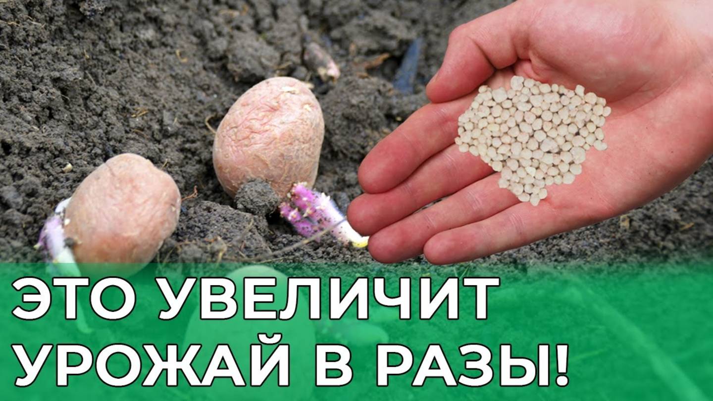 Сделайте ТАК При Посадке Картошки и Собирайте Тонны Урожая! Лучший способ повысить урожай картофеля