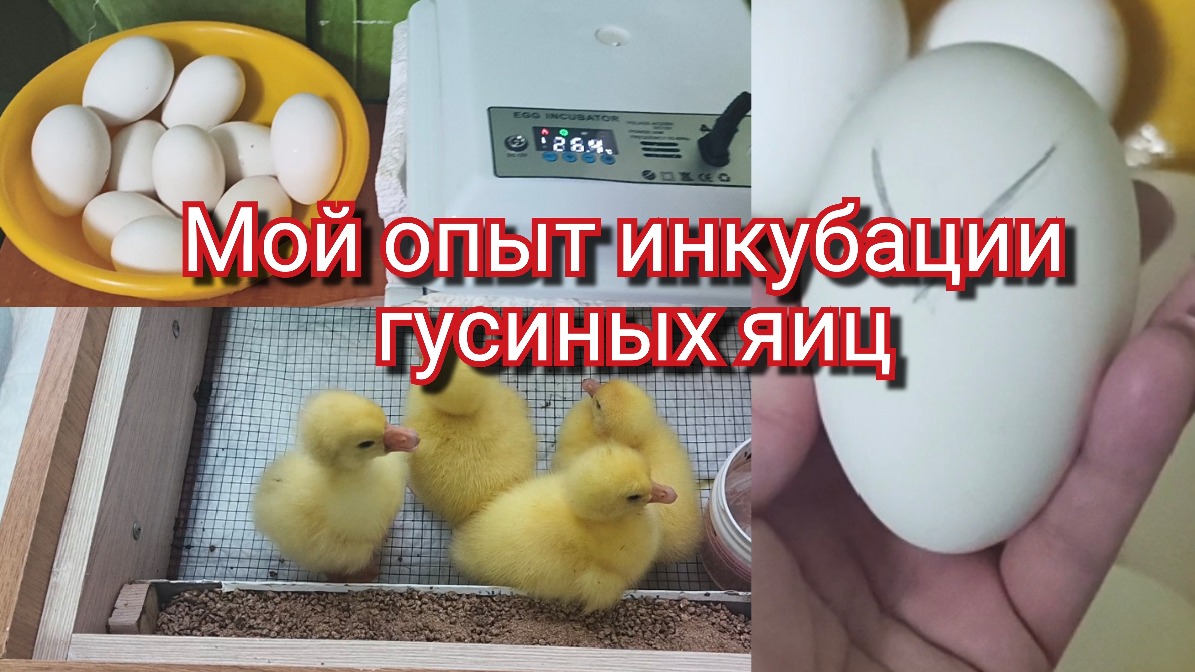 Инкубация гусиных яиц