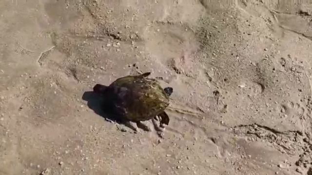 Морская черепашка.